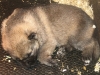 Pup F nest 10dgn A